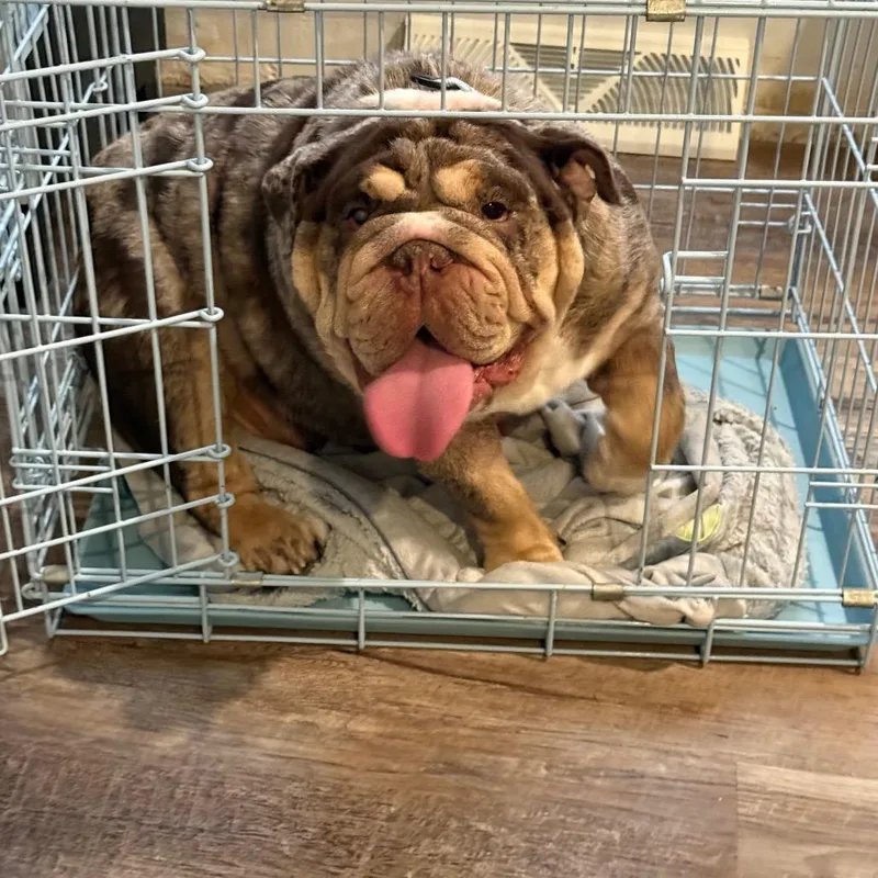 A young large-sized female Brown / Chocolate English Bulldog dog named Stella for adoption in Huber Heights, OH