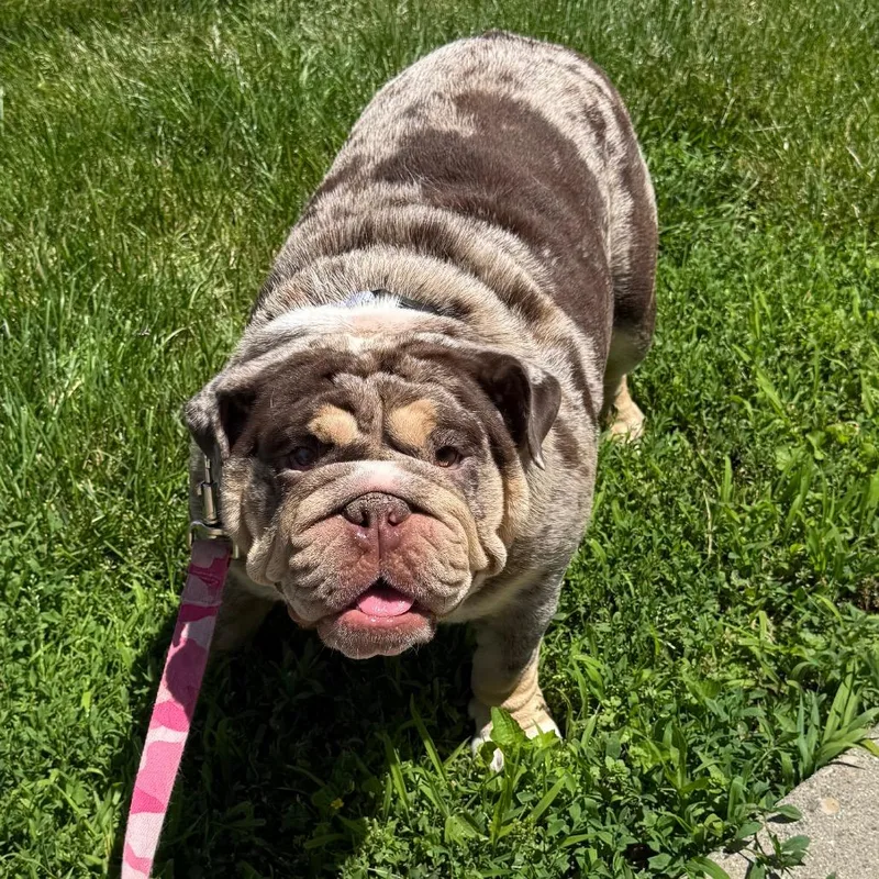 Stella thumbnail 3