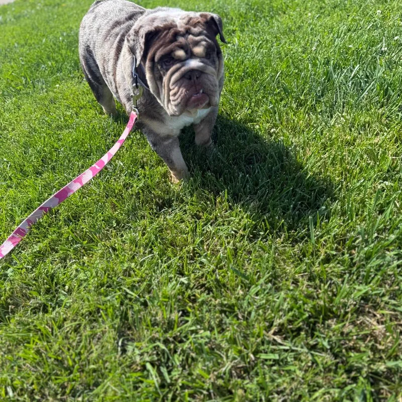 Stella thumbnail 4