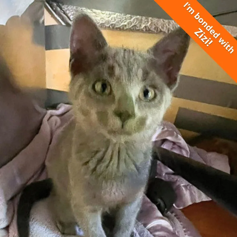 A baby small-sized male Gray / Blue / Silver Domestic Short Hair cat named Earl Gray for adoption in Pleasant Hill, CA