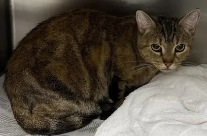 An adult large-sized female Domestic Short Hair cat named Cotow for adoption in Chamblee, GA