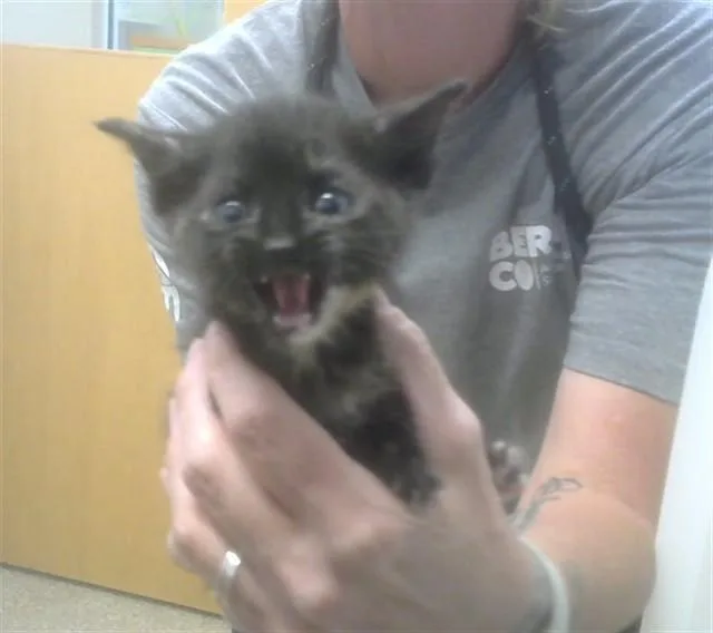 A baby small-sized female Domestic Short Hair cat named Amethyst for adoption in Albuquerque, NM