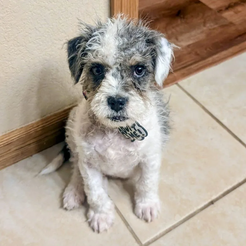 A baby small-sized male English Bulldog dog named Henry for adoption in Mead, CO