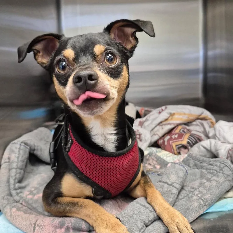An adult small-sized male Black Chihuahua dog named Cujo for adoption in Bastrop, TX