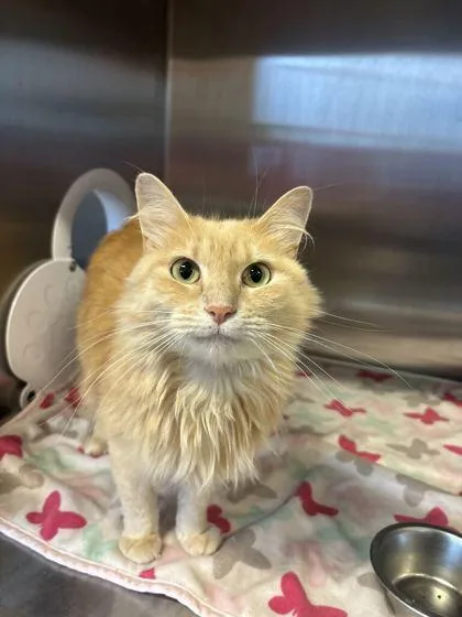 An adult large-sized female Domestic Long Hair cat named Milkshake for adoption in Lafayette, IN
