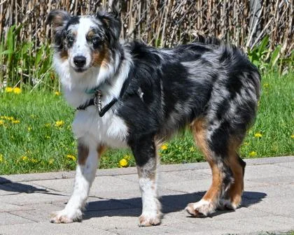 A baby small-sized male Australian Shepherd dog named Saturn for adoption in West Seneca, NY