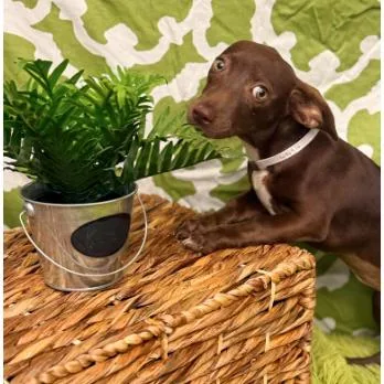An adult small-sized female Brown / Chocolate Chihuahua dog named Petunia for adoption in Tacoma, WA