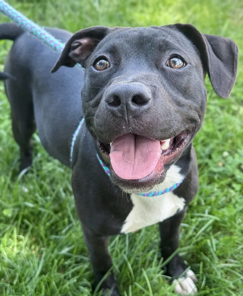 A baby medium-sized male Black Pit Bull Terrier dog named Stefan for adoption in Anderson, IN