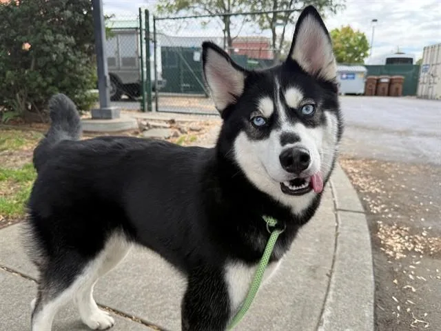 A young large-sized female Siberian Husky dog named Ivy for adoption in Antioch, CA
