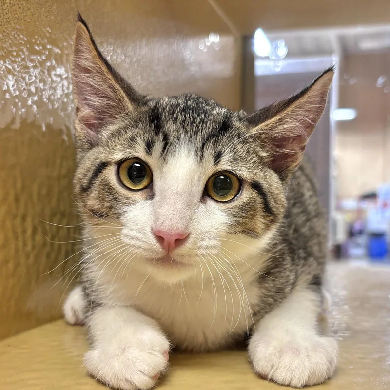 A baby medium-sized male Domestic Short Hair cat named Gus for adoption in Sonora, CA