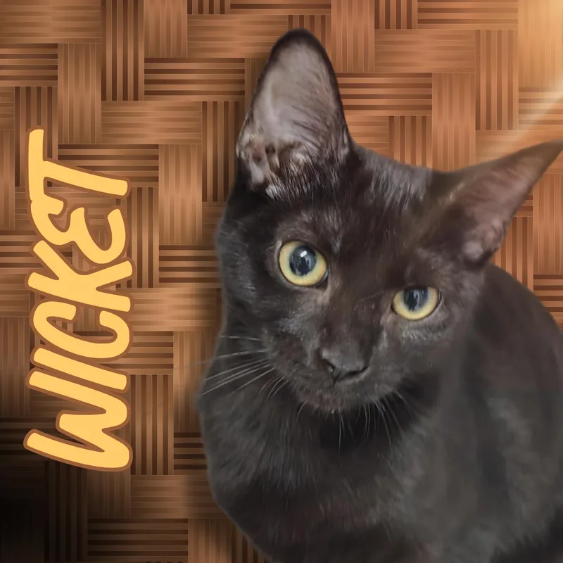 A young small-sized female Black Domestic Short Hair cat named Wicket for adoption in Aransas Pass, TX