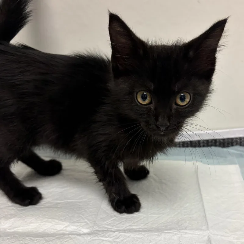A baby small-sized male Black Domestic Medium Hair cat named Jupiter for adoption in Nashville, TN