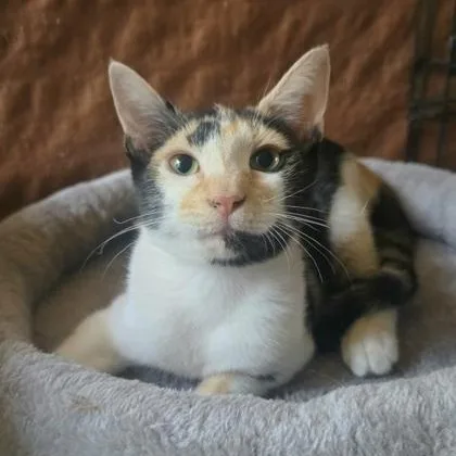 A baby medium-sized female Calico Domestic Short Hair cat named Topaz for adoption in Warr Acres, OK