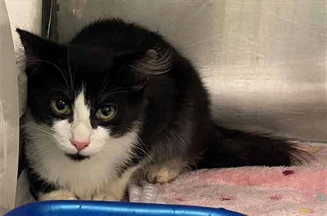A baby small-sized female Domestic Short Hair cat named Cissy for adoption in Columbia, SC