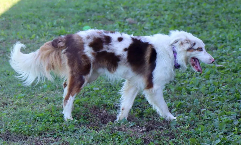 A young medium-sized male Australian Shepherd dog named Scout for adoption in Kansas City, KS