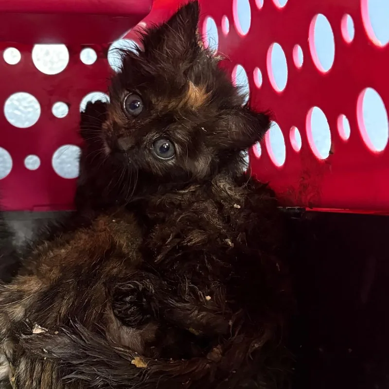 A baby small-sized female Tortoiseshell Domestic Short Hair cat named Tower Of Terror for adoption in Greensboro, NC