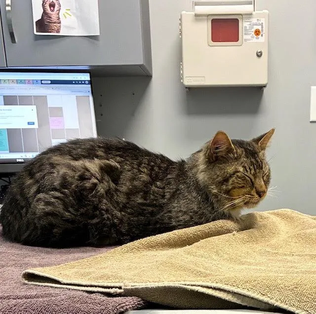 An adult large-sized male Domestic Long Hair cat named Fozzy Bear  From for adoption in Atlanta, GA