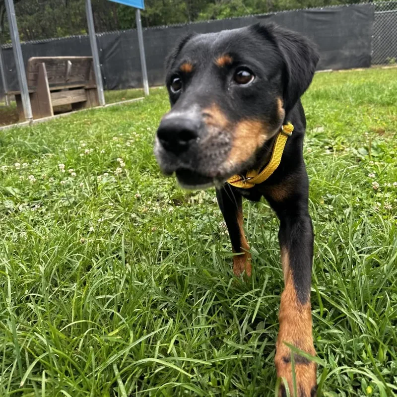 An adult medium-sized female Black Rottweiler dog named Abby for adoption in Blue Ridge, GA