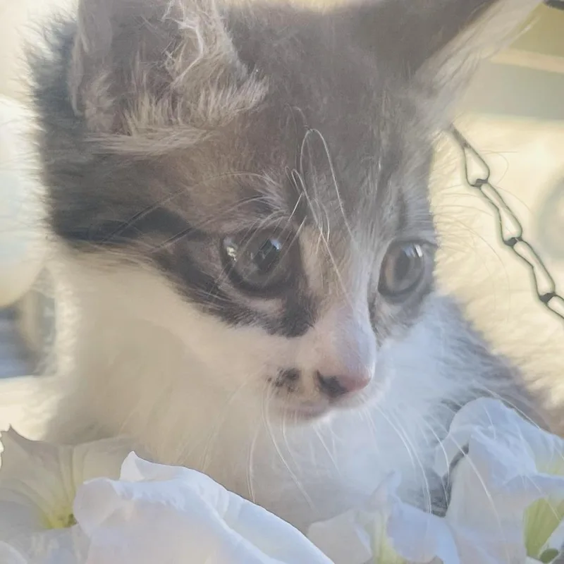 A baby small-sized female Maine Coon cat named Gemma for adoption in HUNTINGTON BEACH, CA