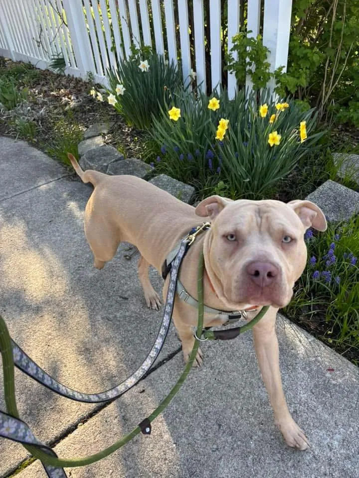 A young medium-sized male Apricot / Beige American Bully dog named Cheese for adoption in Blue Island, IL
