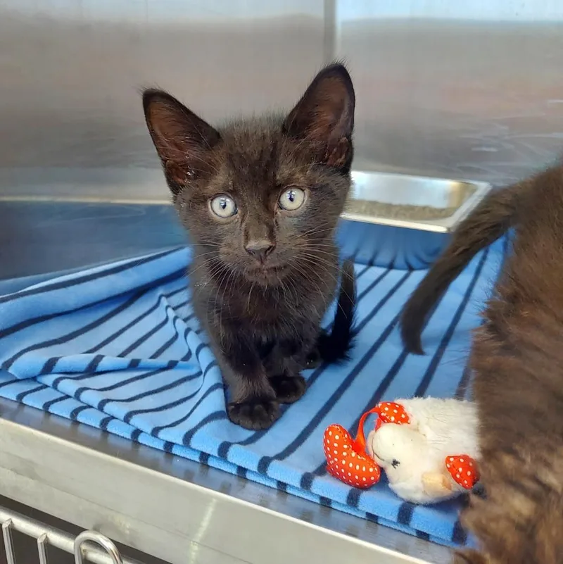 A baby small-sized male Domestic Medium Hair cat named Orion for adoption in Hartsville, SC