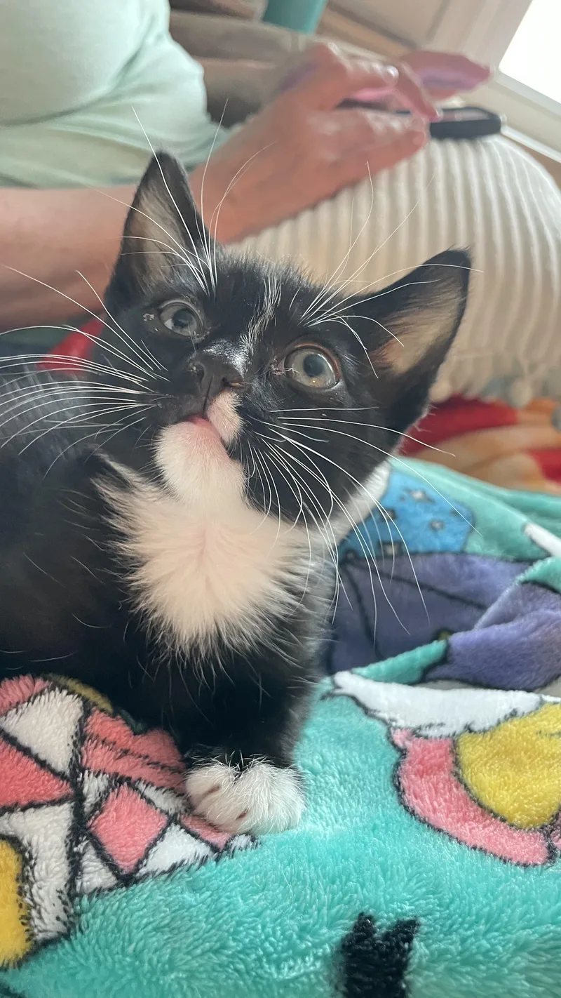 A baby medium-sized male Black & White / Tuxedo Tuxedo cat named Unoirrestible Snuggle Buddy for adoption in Laurel, MD