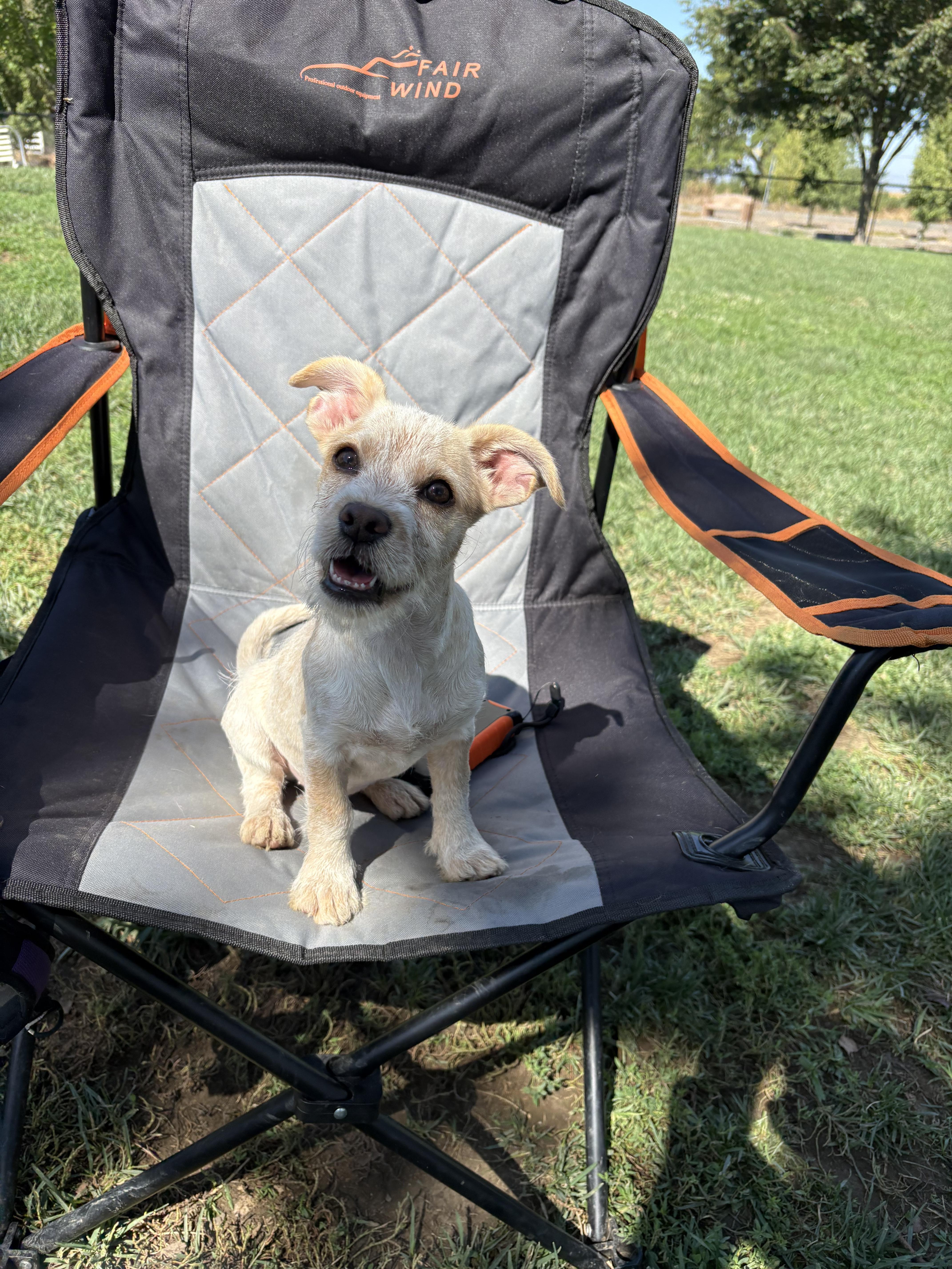 Penny The Best Puppy thumbnail 2