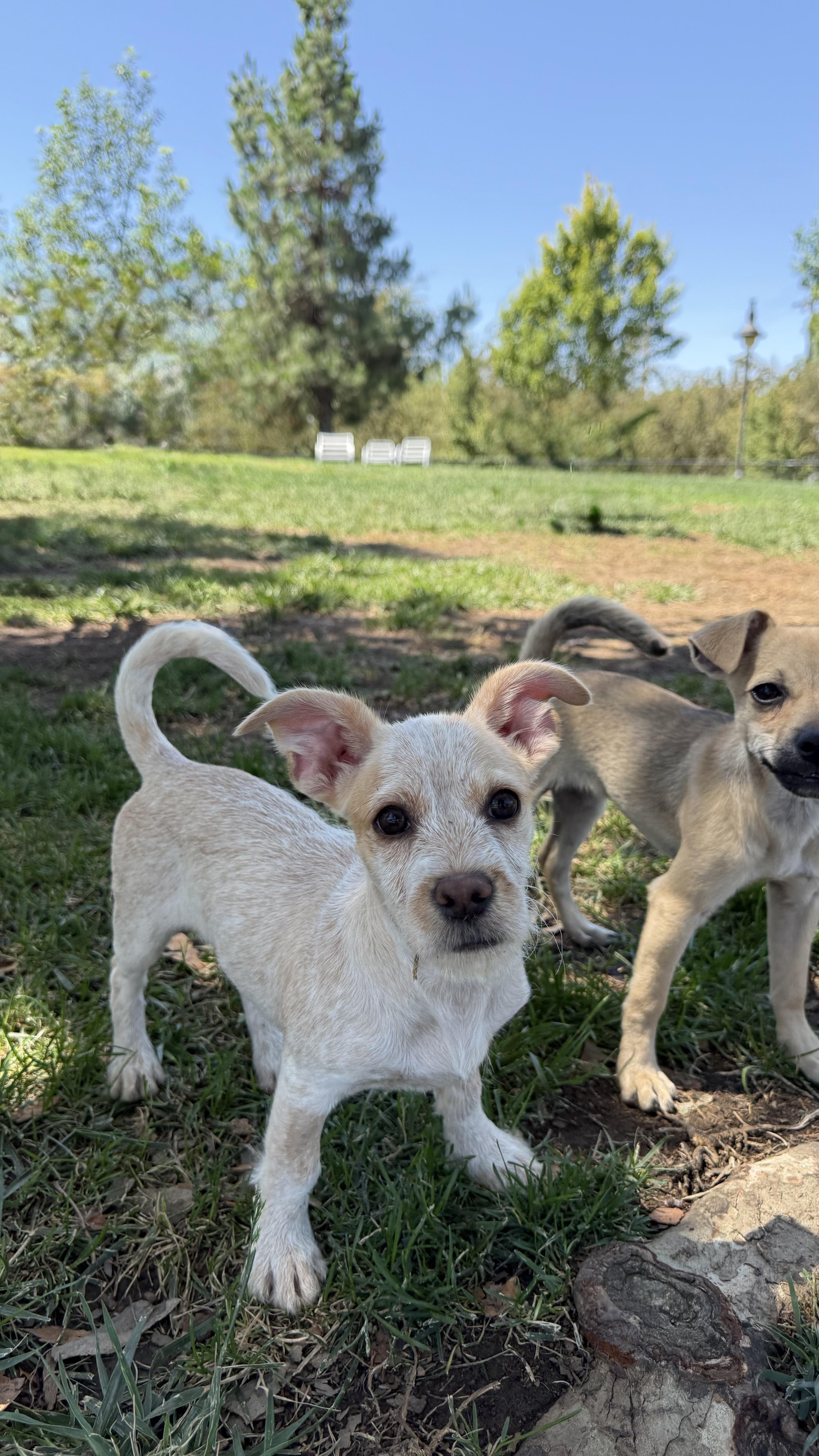 Penny The Best Puppy thumbnail 4