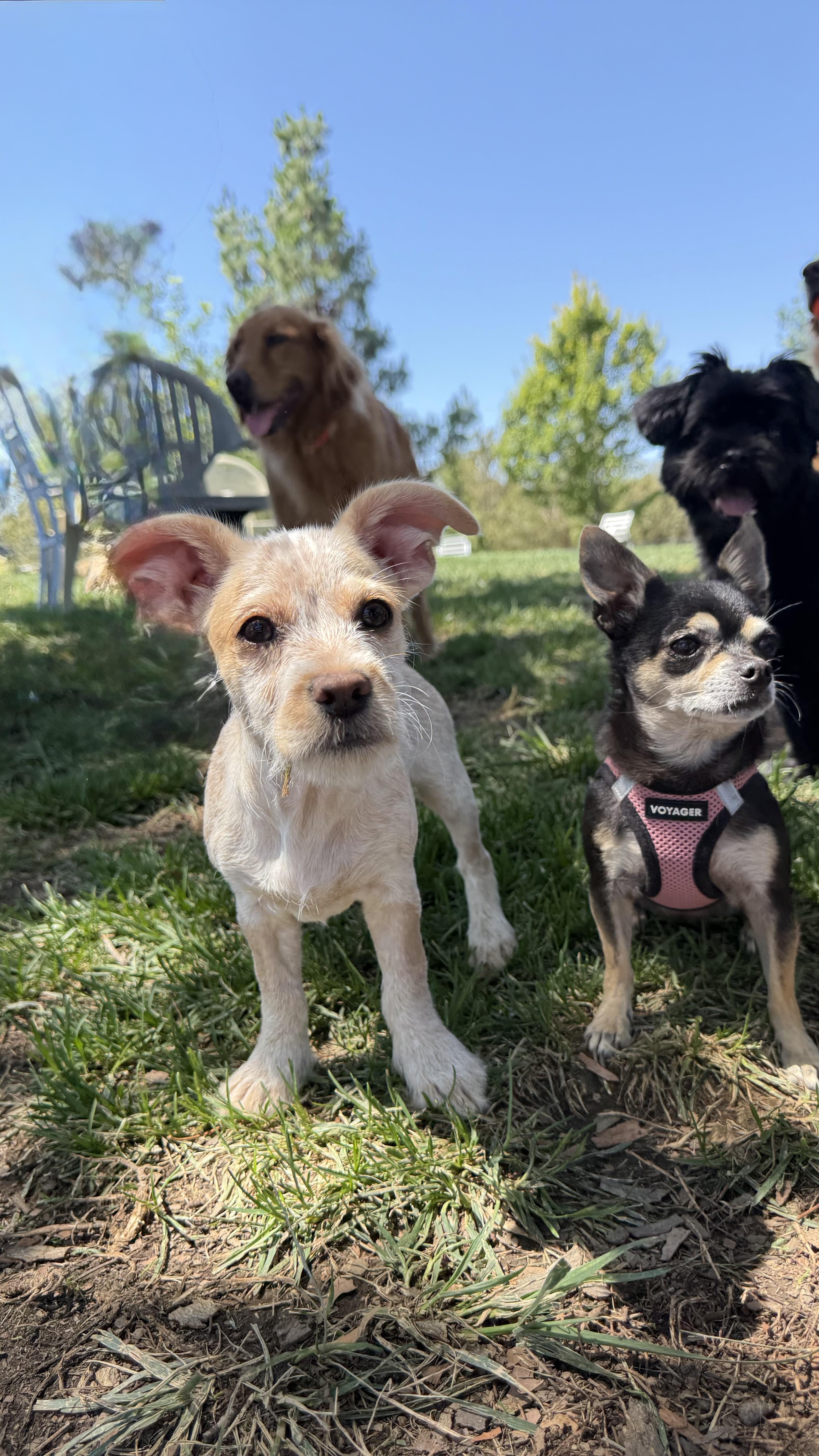 Penny The Best Puppy thumbnail 5
