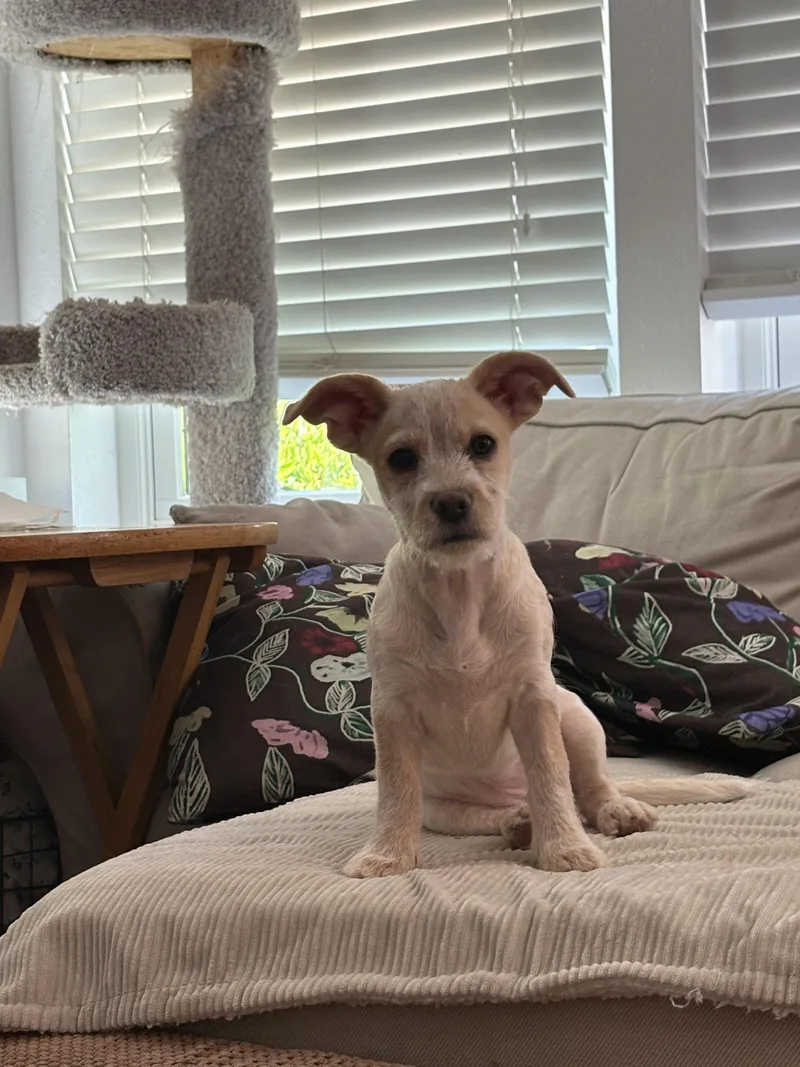 Penny The Best Puppy thumbnail 6
