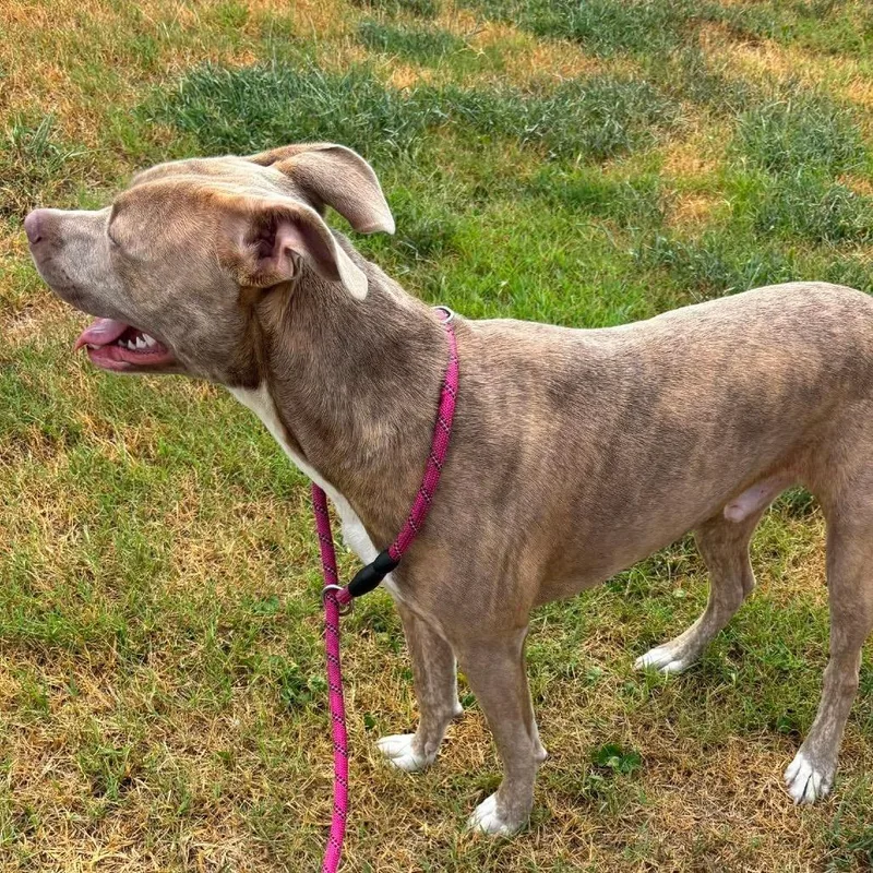 An adult medium-sized male Brindle Terrier dog named Jerico for adoption in Hackett, AR