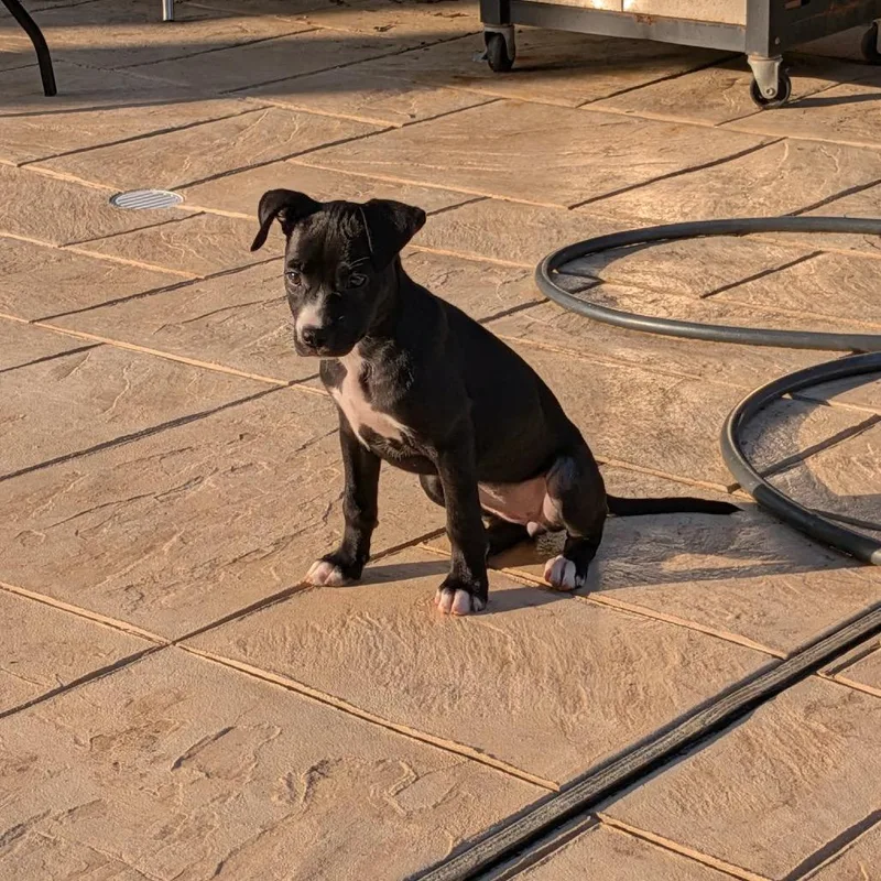 A baby medium-sized female Black Labrador Retriever dog named Bimini for adoption in Spring, TX