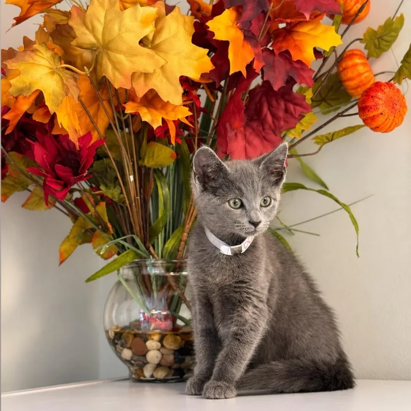 A young medium-sized female Domestic Short Hair cat named Duffy for adoption in Syosset, NY
