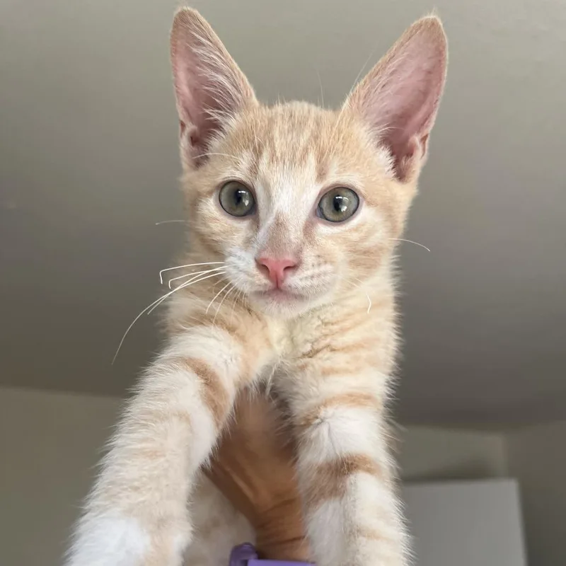 Skunx thumbnail 3