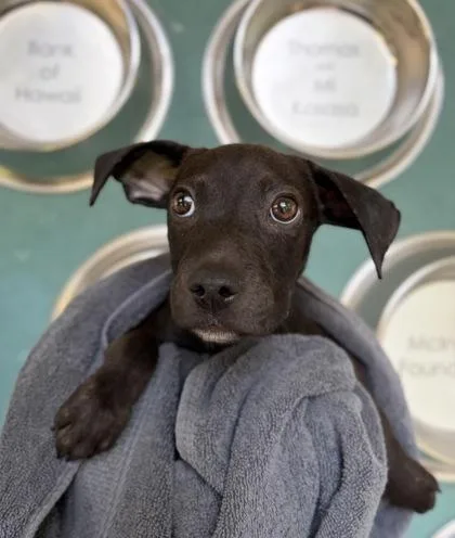 A baby small-sized male Terrier dog named Lewis for adoption in Honolulu, HI
