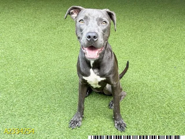 A young medium-sized male Mixed Breed dog named Shade for adoption in West Palm Beach, FL