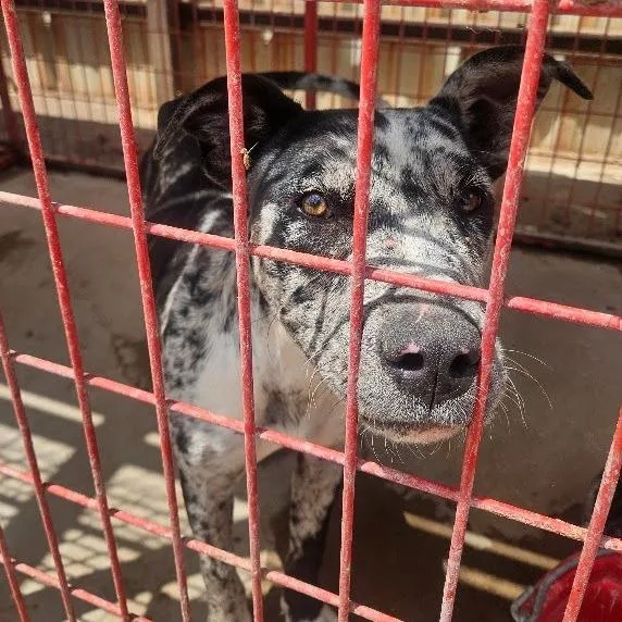 A young large-sized female Black Great Dane dog named Laura for adoption in Odessa, TX