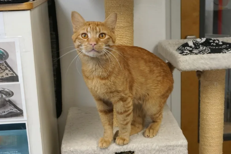 An adult medium-sized male Domestic Short Hair cat named Ginto for adoption in Fountain Hills, AZ