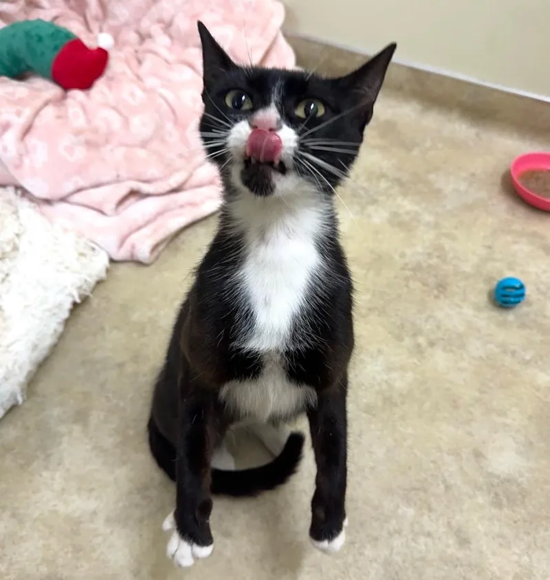 A young medium-sized female Domestic Short Hair cat named Dolly for adoption in Cambria, CA