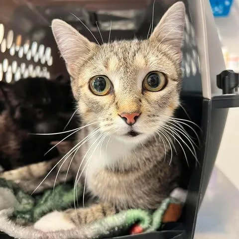 A young medium-sized female Brown / Chocolate Domestic Short Hair cat named Naomi for adoption in Edwardsville, IL
