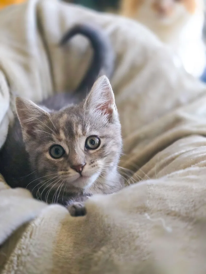 A baby medium-sized female Dilute Tortoiseshell Domestic Short Hair cat named Sisu for adoption in Mullica Hill, NJ