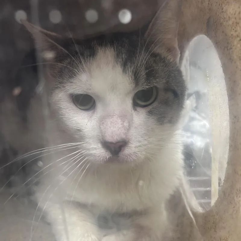 An adult medium-sized male White Domestic Short Hair cat named Tuti for adoption in Philadelphia, PA