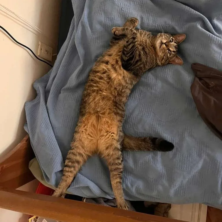 An adult medium-sized male Tabby cat named Remy for adoption in New York, NY