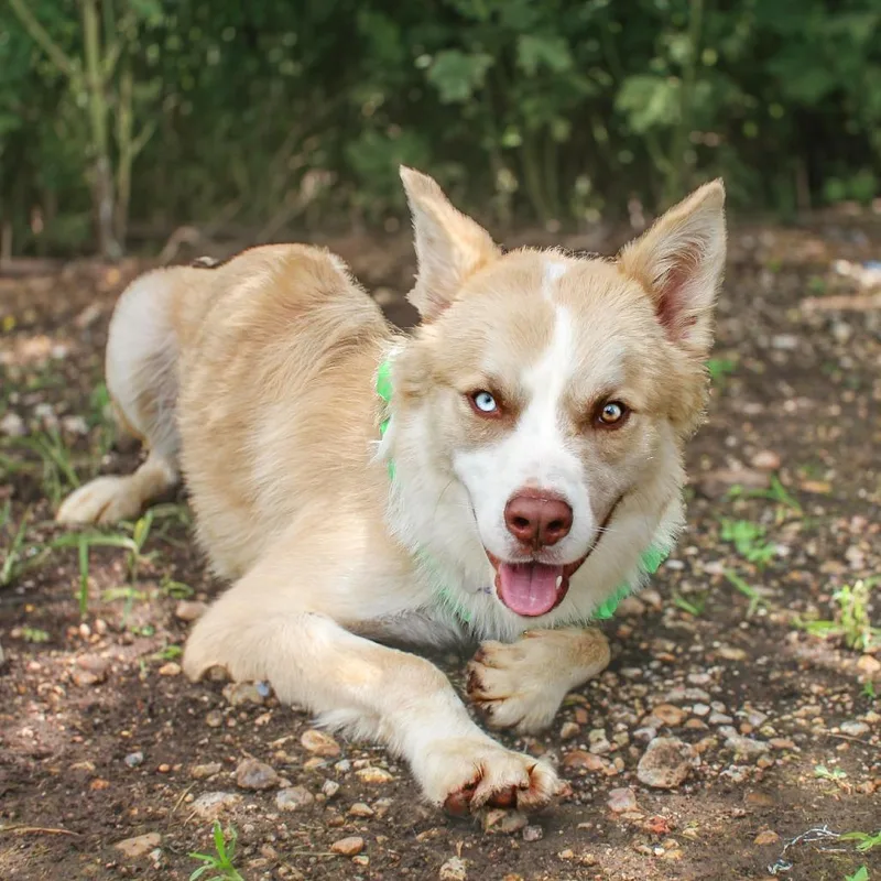 A young large-sized male Husky dog named Jasper for adoption in Lake Jackson, TX