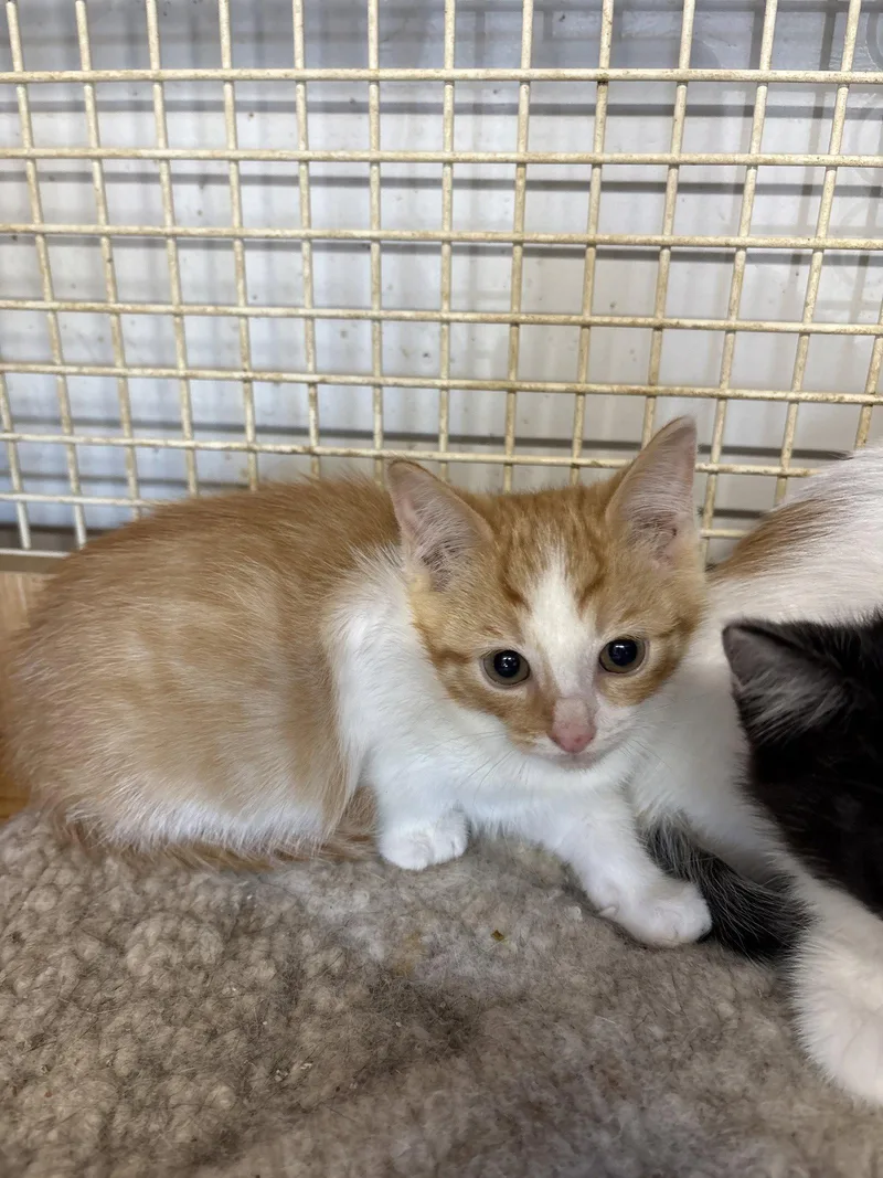 A baby medium-sized female Domestic Short Hair cat named Frito for adoption in White Bluff, TN