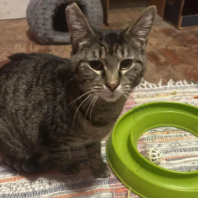 An adult small-sized female Brown / Chocolate Domestic Short Hair cat named Taylor for adoption in Johnstown, PA