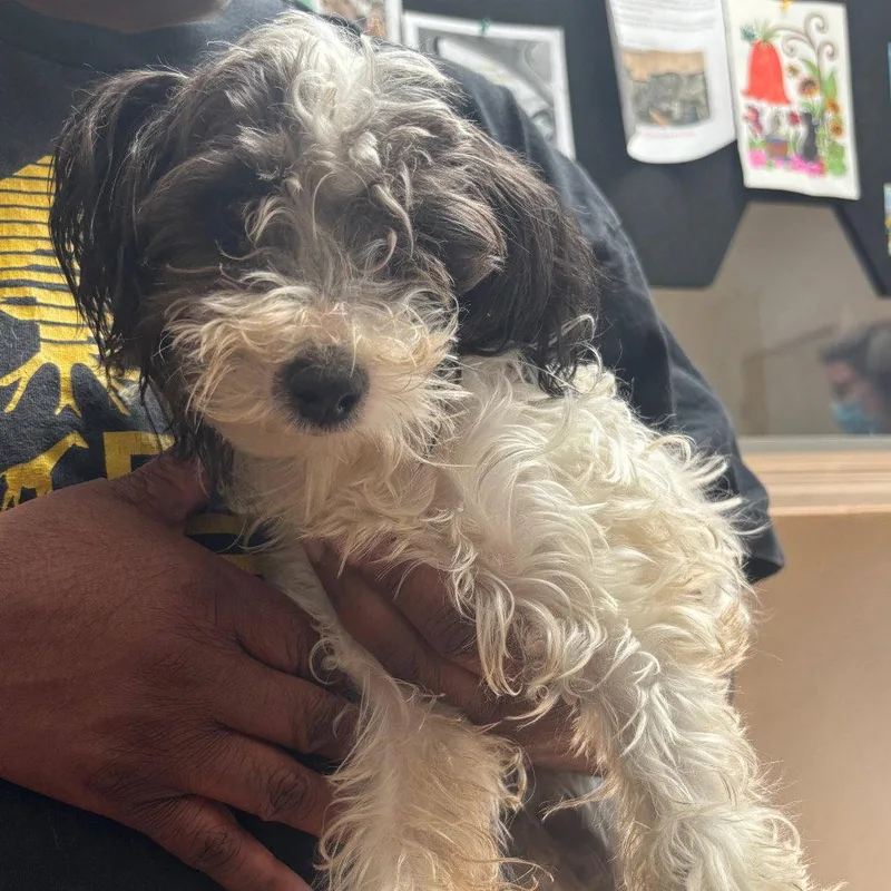 A young medium-sized male Terrier dog named Scruffles for adoption in Dallas, TX