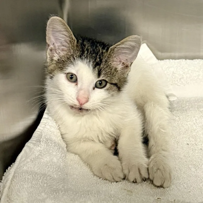 A young medium-sized male White Domestic Short Hair cat named Erfy for adoption in Baltimore, MD