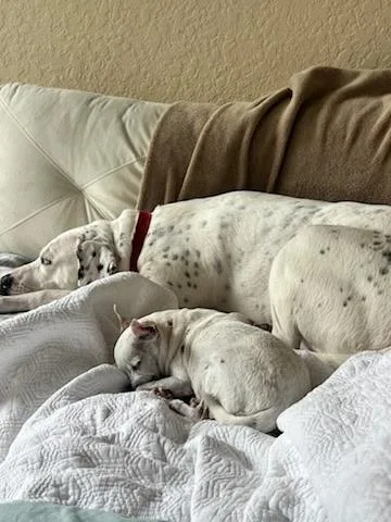An adult large-sized female Dalmatian dog named Dottie for adoption in Lake Worth, FL