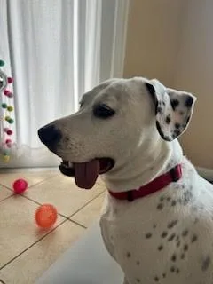 Dottie thumbnail 2